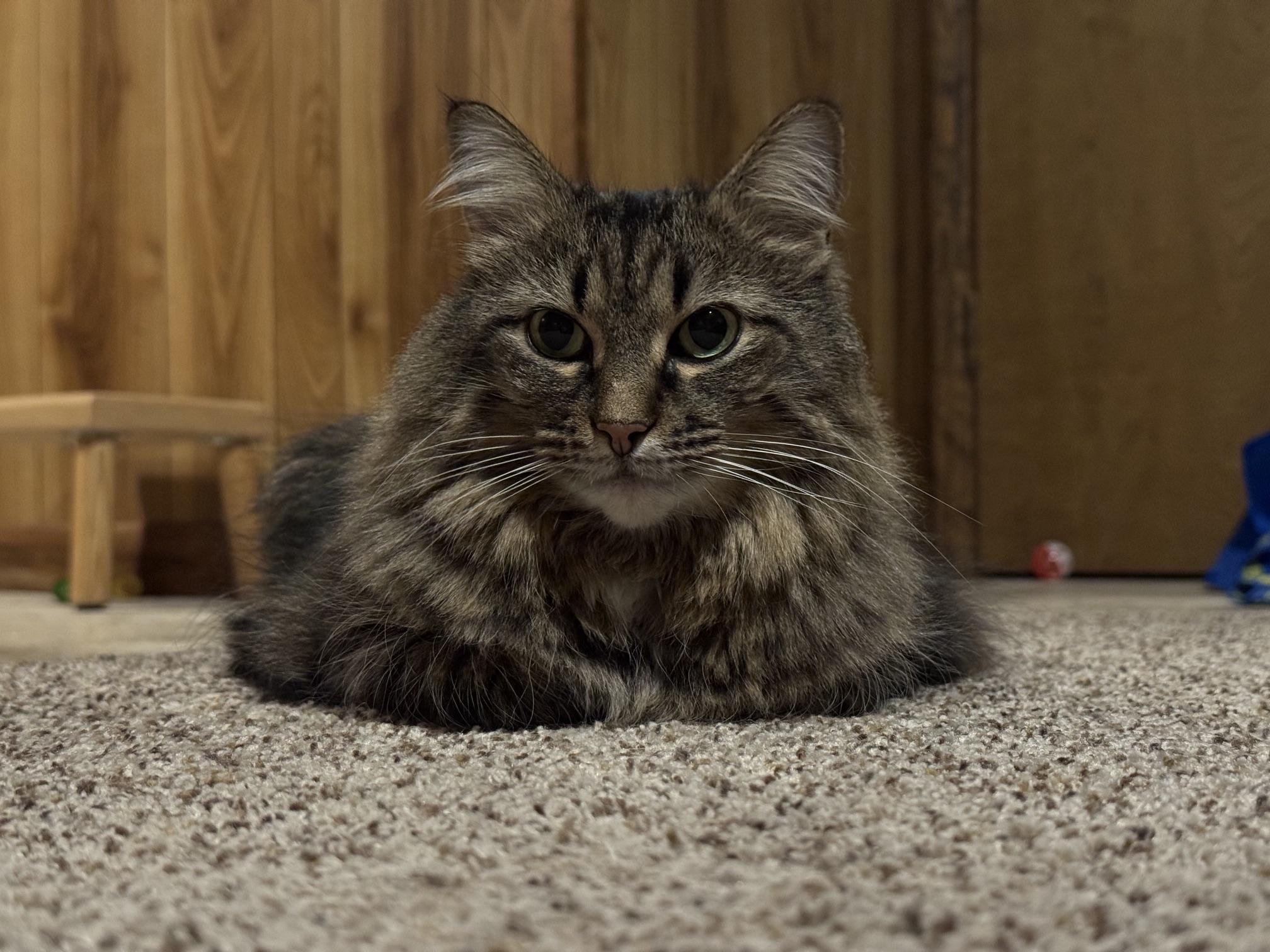 Maggie, a ADOPTABLE Domestic Long Hair in Chicago, IL image 4/4