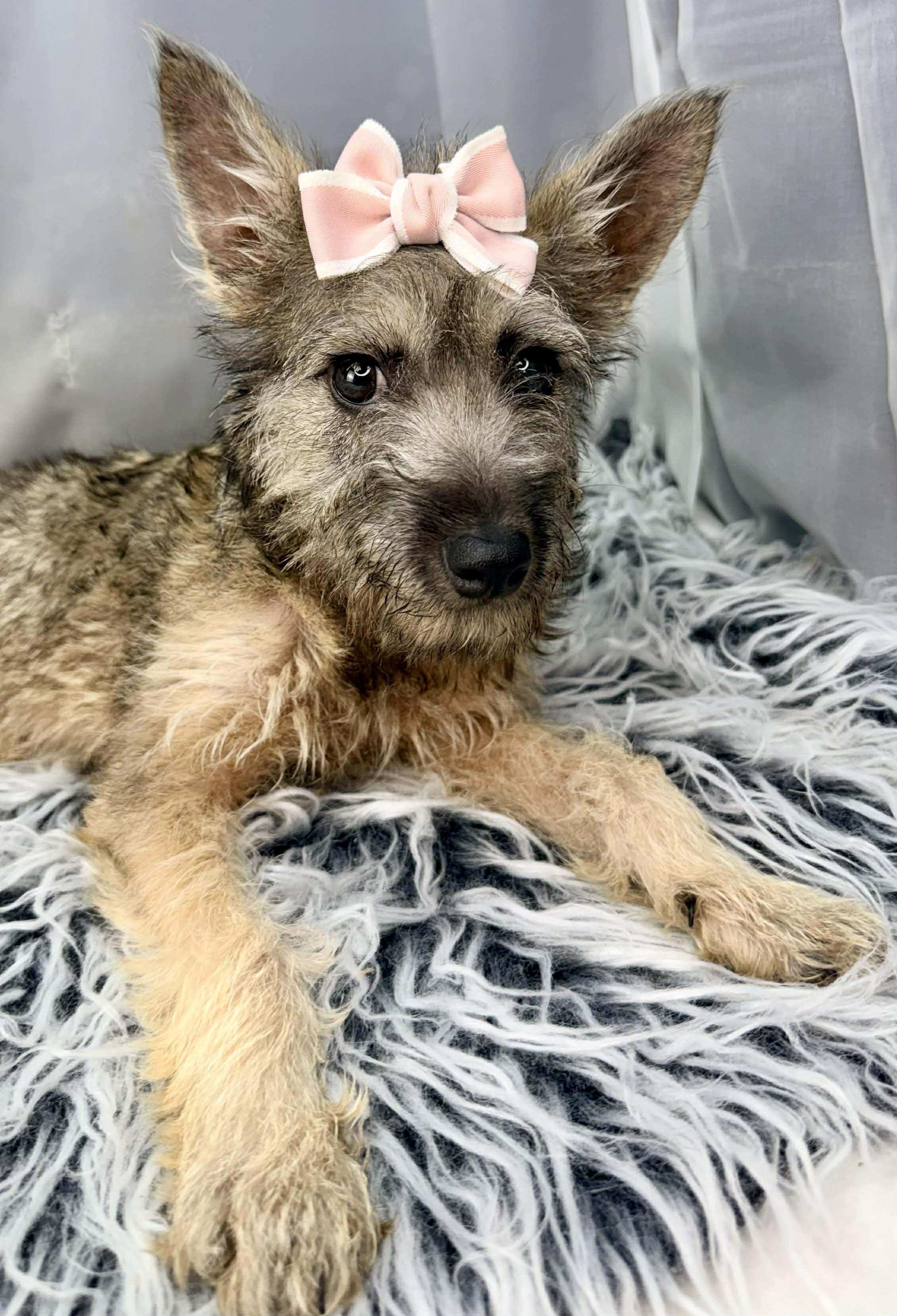 Enlarge Vexa, a Adoptable mixed breed in Hartford, CT image 5/6