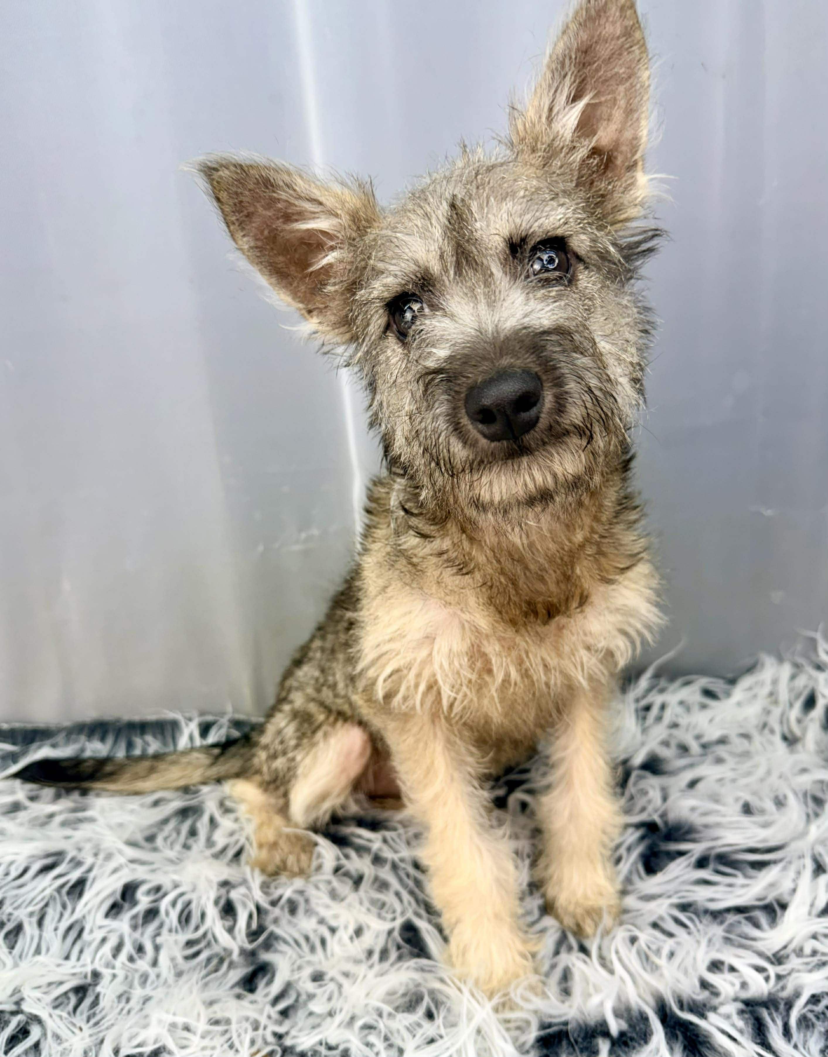 Enlarge Vexa, a Adoptable mixed breed in Hartford, CT image 2/6