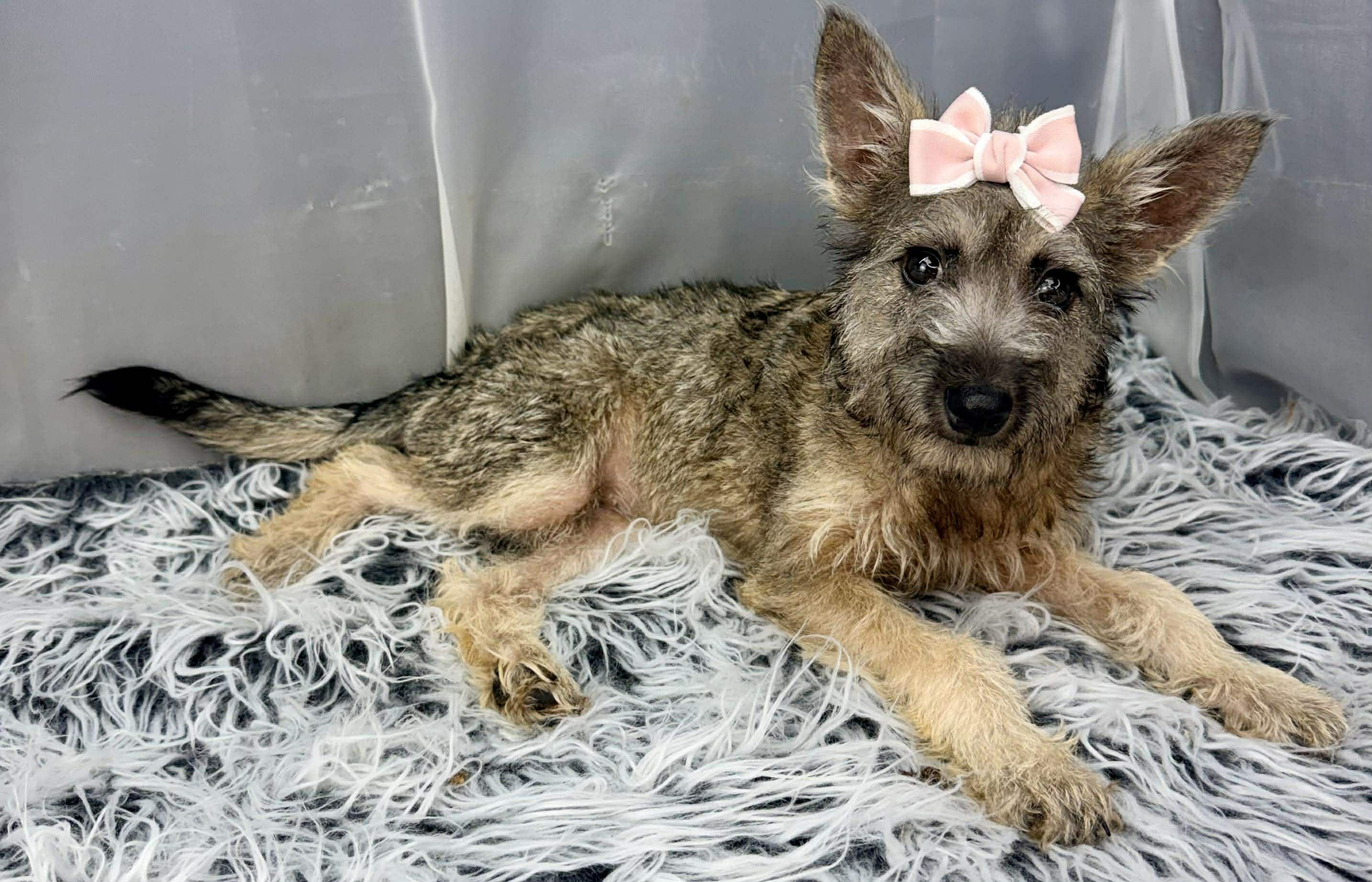 Enlarge Vexa, a Adoptable mixed breed in Hartford, CT image 3/6