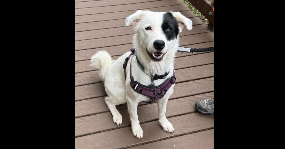 Enlarge Max, a Adoptable mixed breed in Greenbelt, MD image 1/6