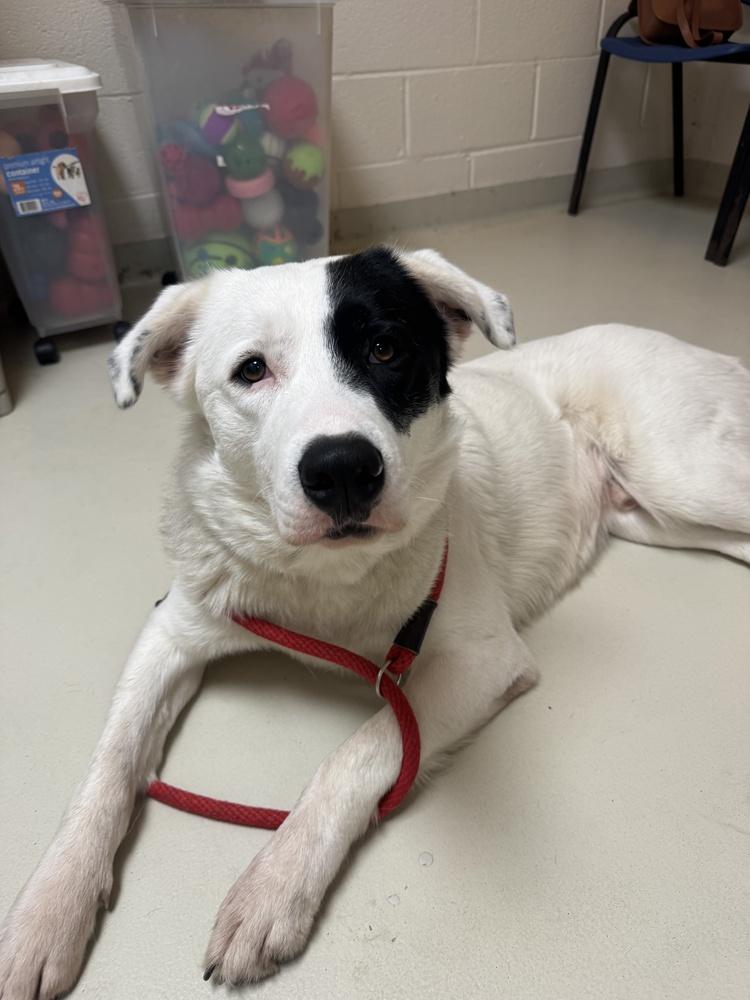 Enlarge Max, a Adoptable mixed breed in Greenbelt, MD image 1/6