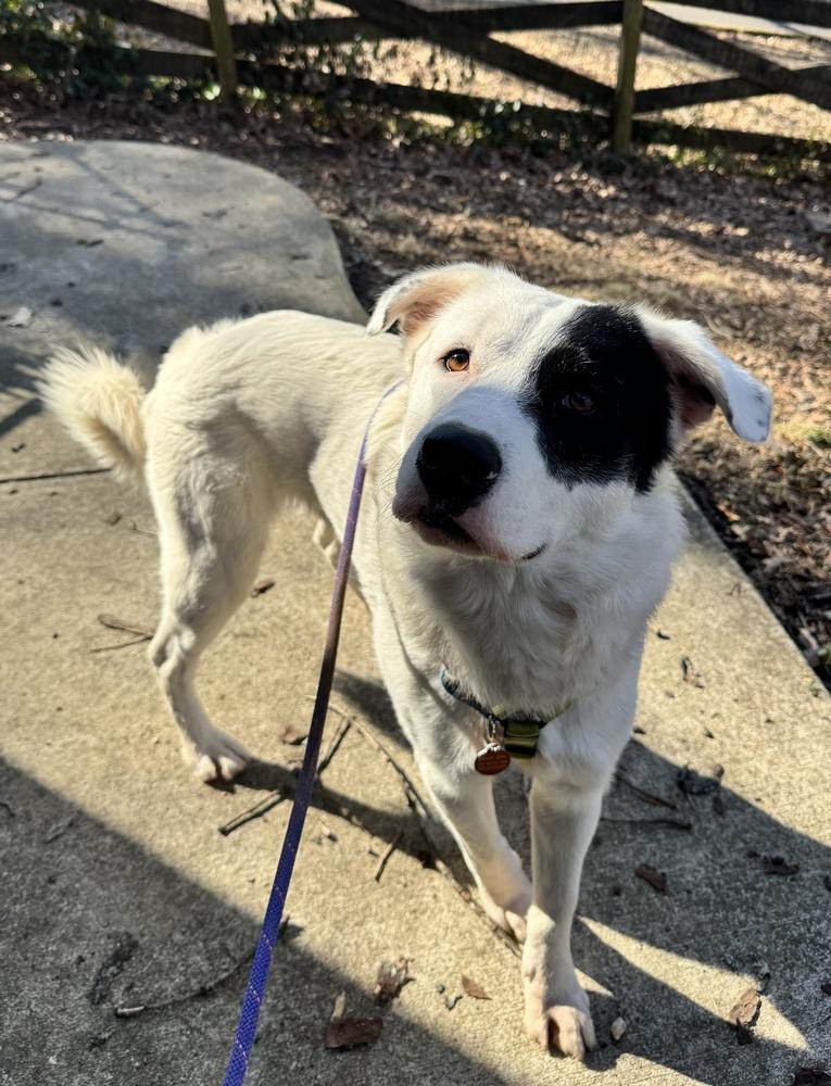 Enlarge Max, a Adoptable mixed breed in Greenbelt, MD image 2/6