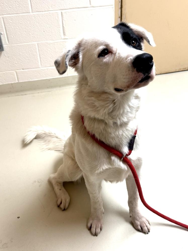 Enlarge Max, a Adoptable mixed breed in Greenbelt, MD image 3/6