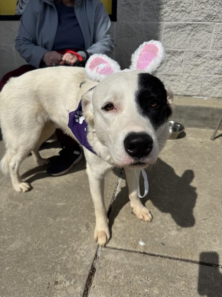 Enlarge Max, a Adoptable mixed breed in Greenbelt, MD image 5/6