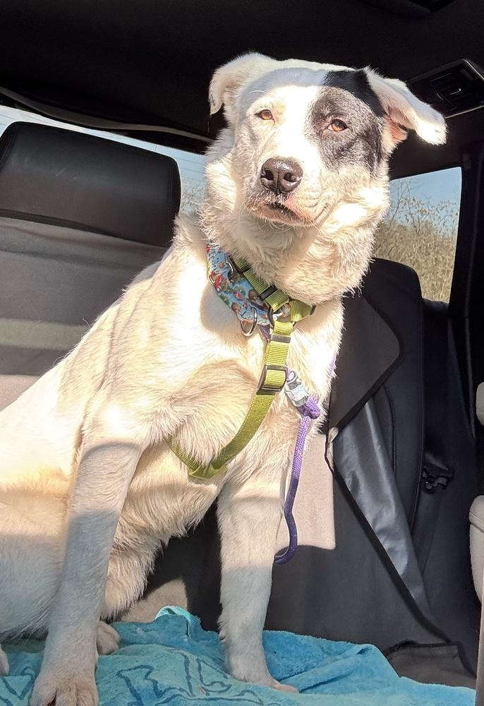 Enlarge Max, a Adoptable mixed breed in Greenbelt, MD image 5/6