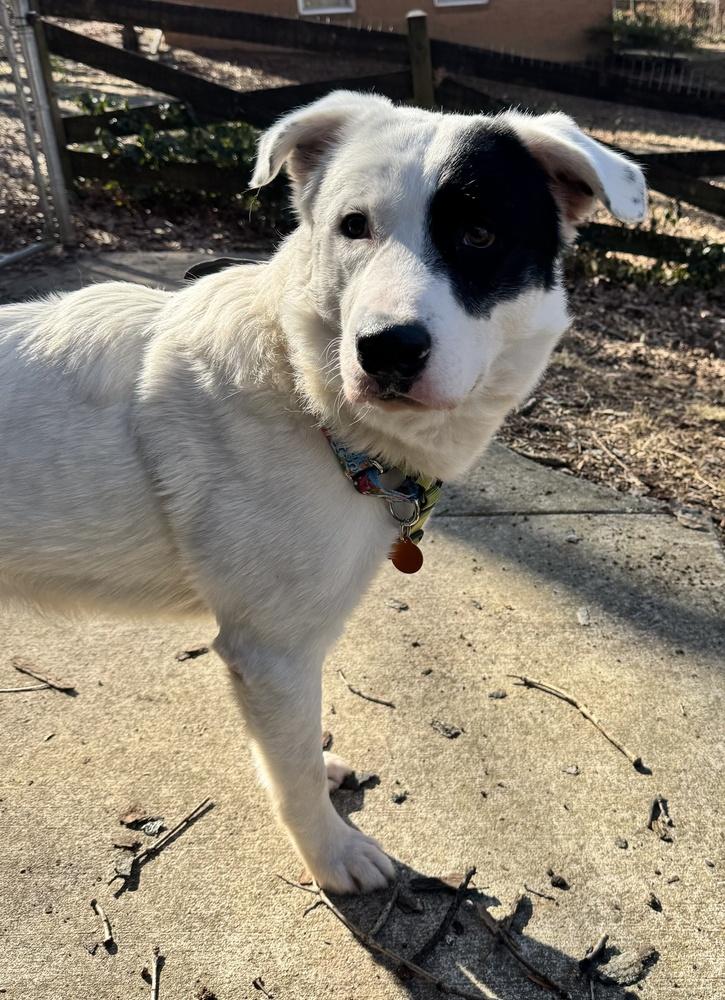 Enlarge Max, a Adoptable mixed breed in Greenbelt, MD image 6/6