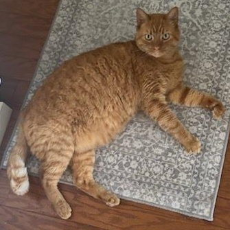 Enlarge Pumpkin *COURTESY POST*, a ADOPTABLE mixed breed in Sacramento, CA image 1/2