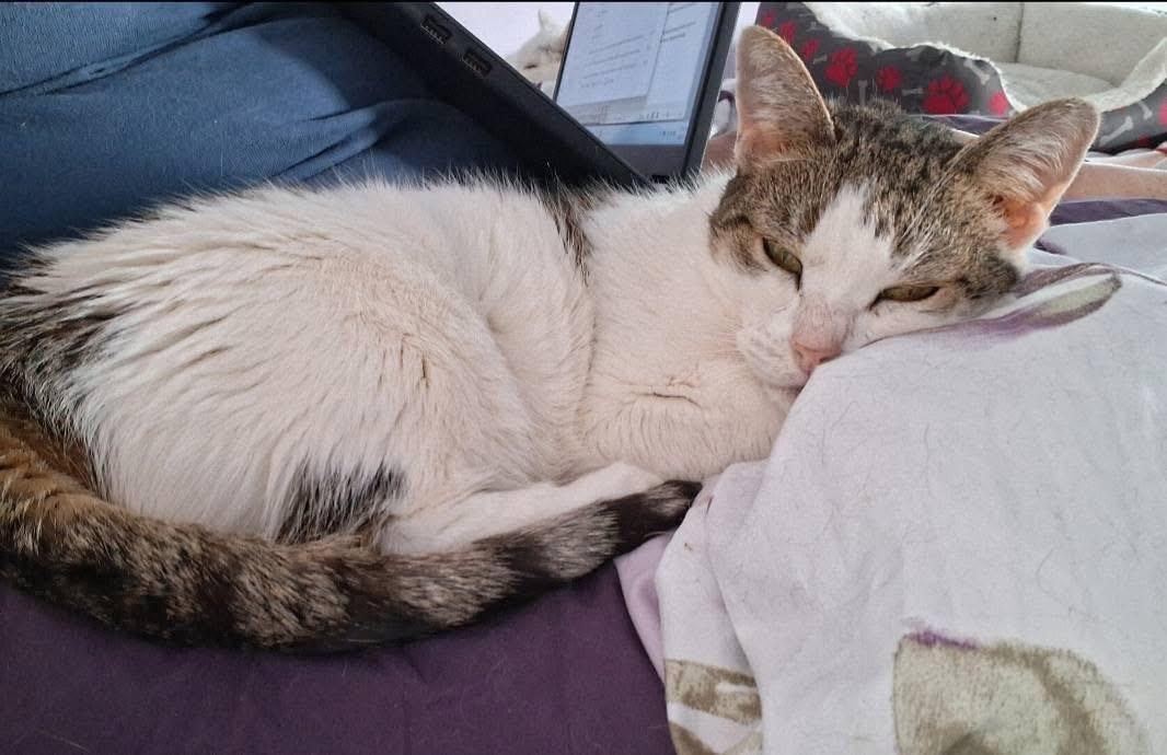 Roxy, an adoptable Domestic Short Hair in Medfield, MA image 1/3