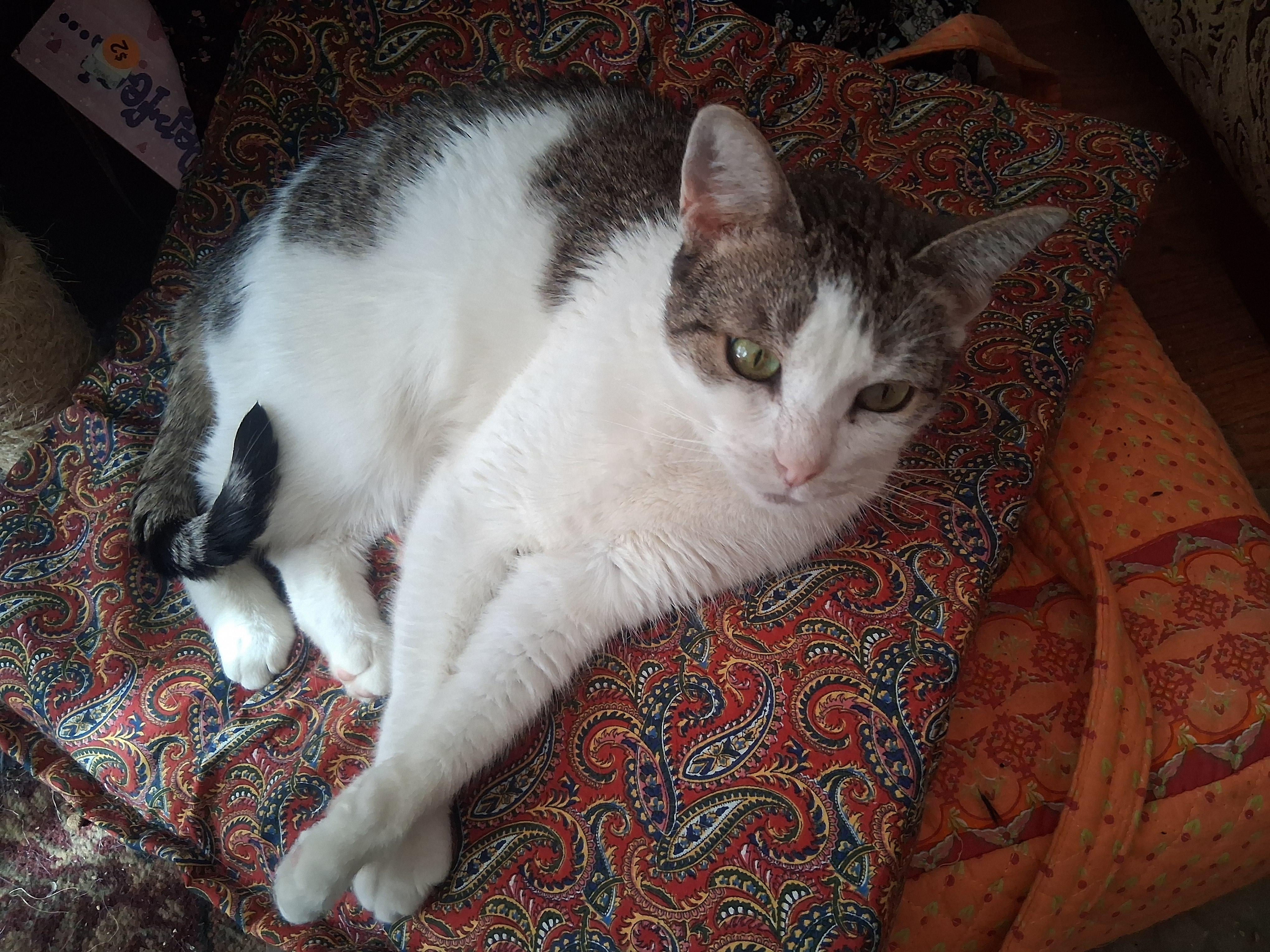 Roxy, an adoptable Domestic Short Hair in Medfield, MA image 3/3