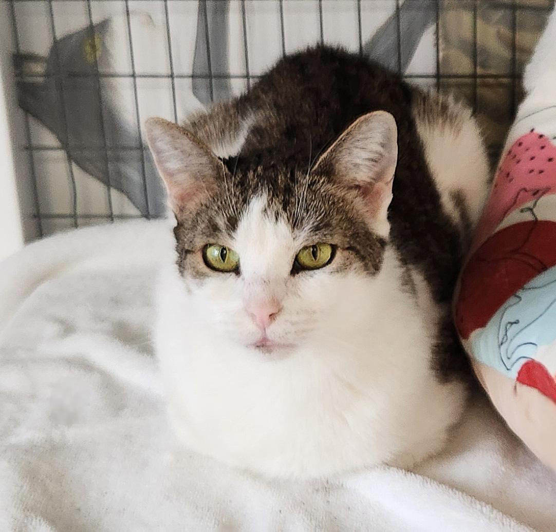 Roxy, adoptable, Senior Female Domestic Short Hair.