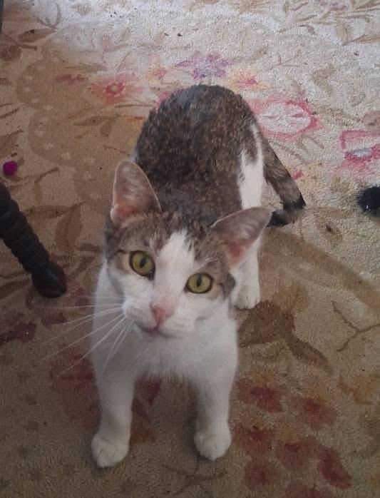 Roxy, an adoptable Domestic Short Hair in Medfield, MA image 2/3