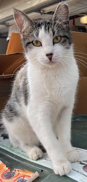 Enlarge Al, a Adoptable mixed breed in san antonio, TX image 1/1