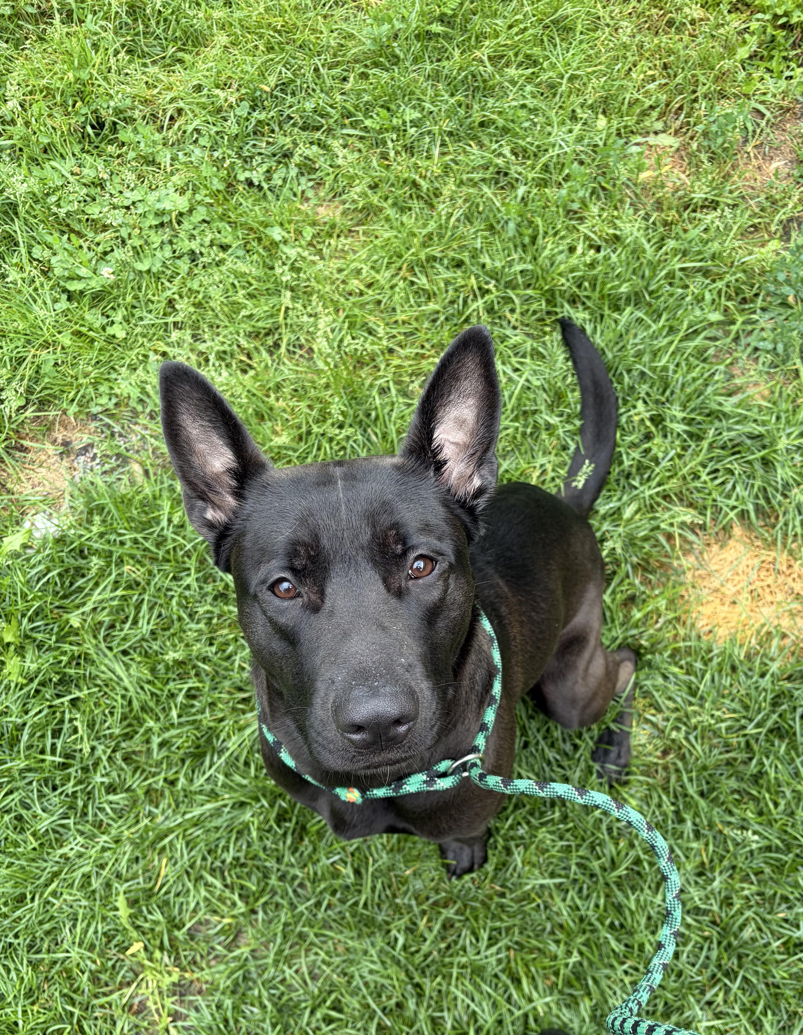 Dixie, a ADOPTABLE mixed breed in Port Perry, ON image 2/2