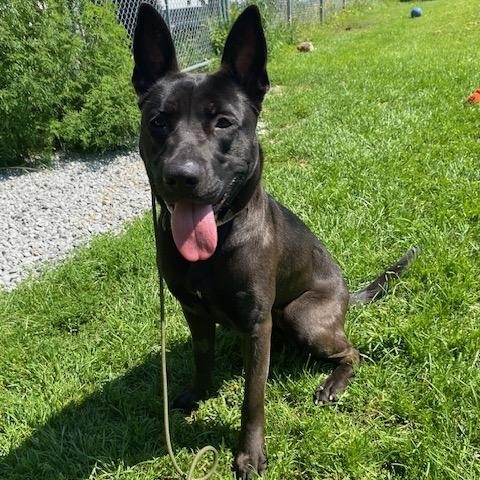 Dixie, ADOPTABLE, Young Female German Shepherd Dog.