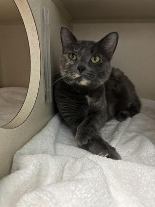 Smokey, ADOPTABLE, Adult Female Domestic Short Hair.