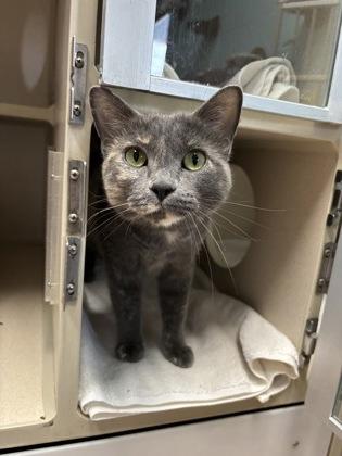 Enlarge Smokey, a ADOPTABLE Domestic Short Hair in Steamboat Springs, CO image 2/2
