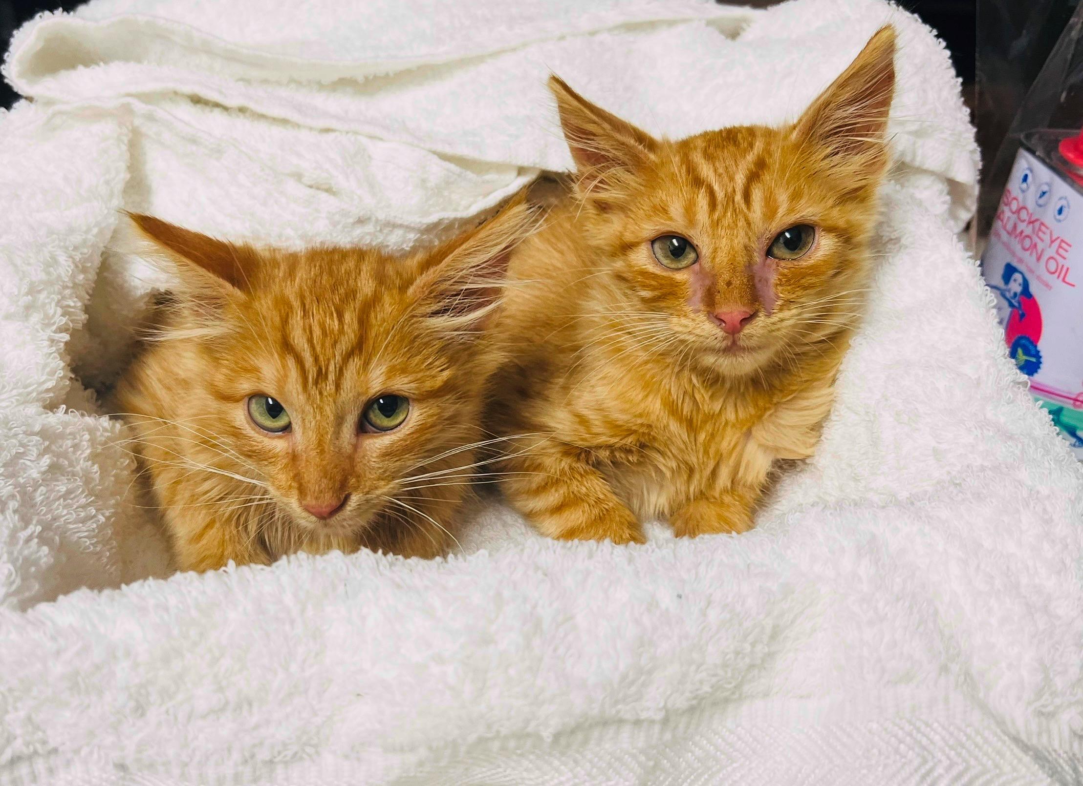 Enlarge Garfield, an adoptable Domestic Medium Hair in Huntington Beach, CA image 4/5