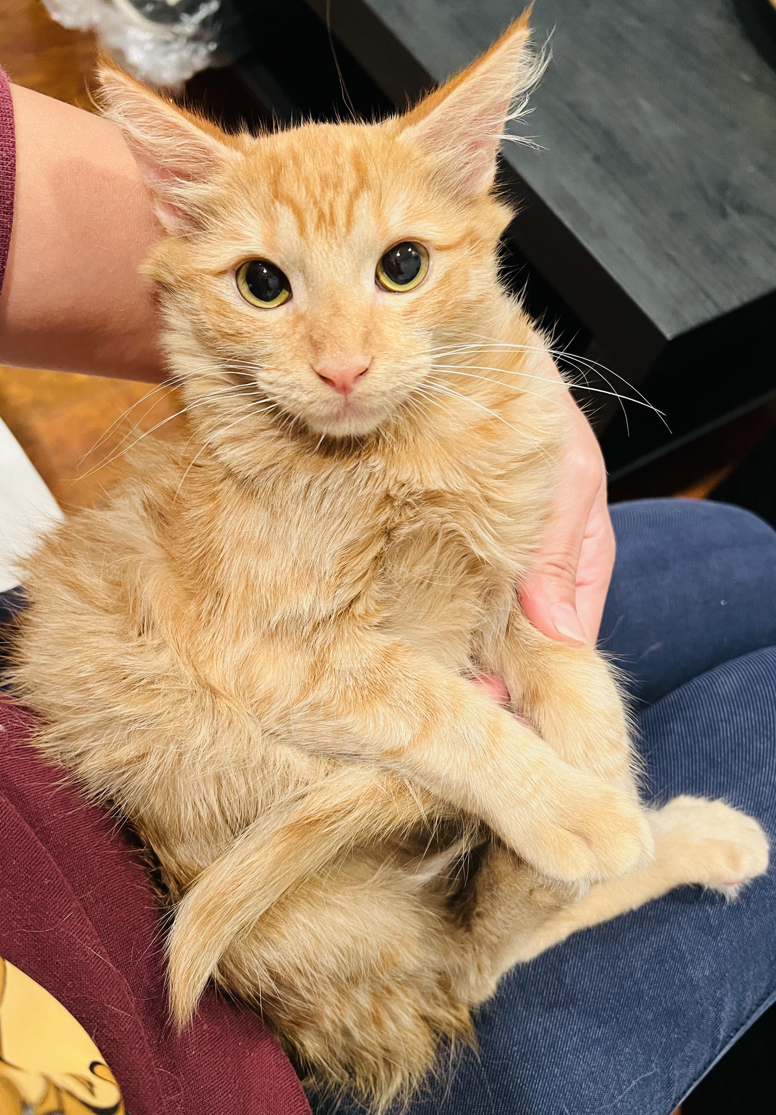 Garfield and Pikachu