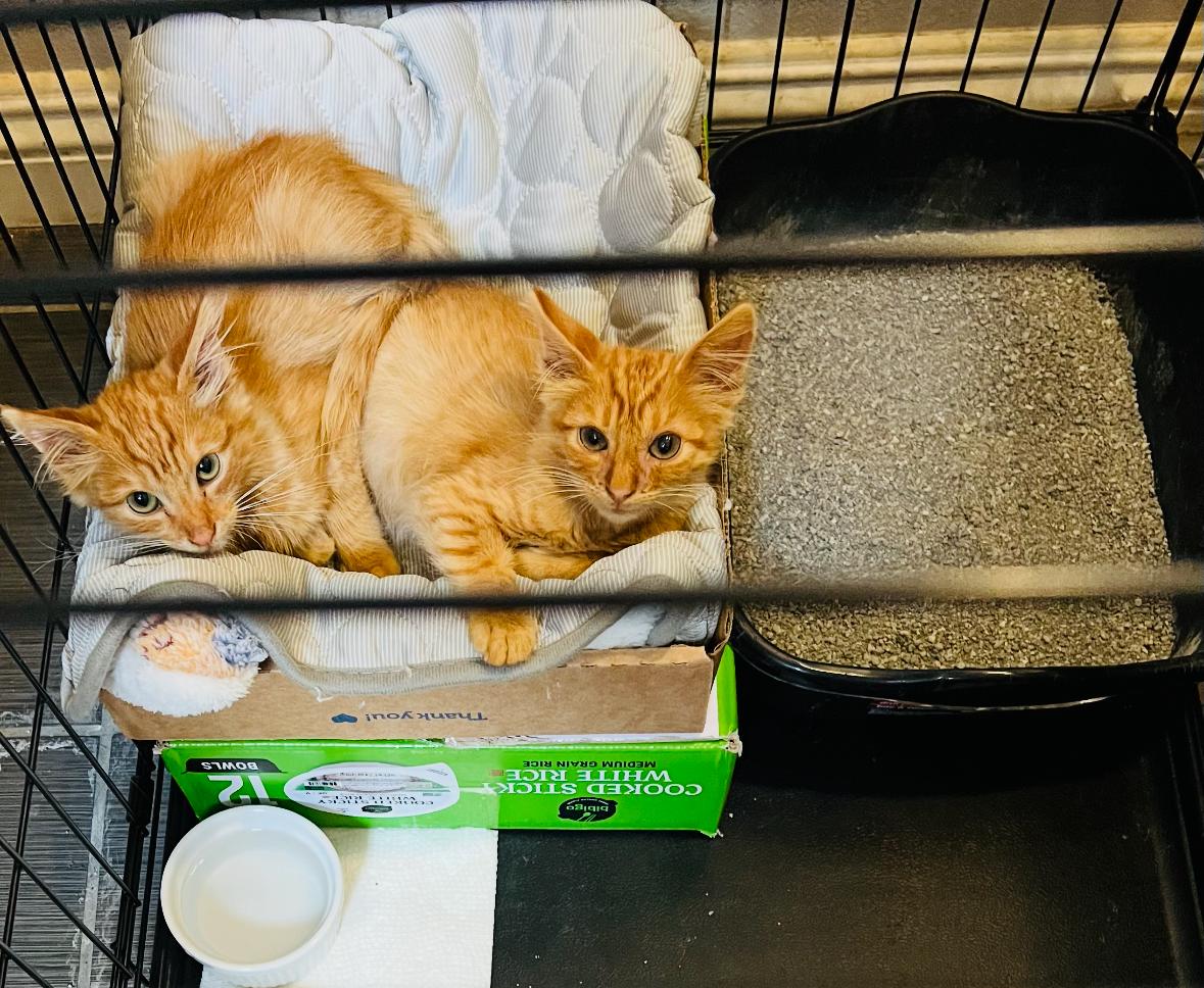 Enlarge Garfield, an adoptable Domestic Medium Hair in Huntington Beach, CA image 5/5