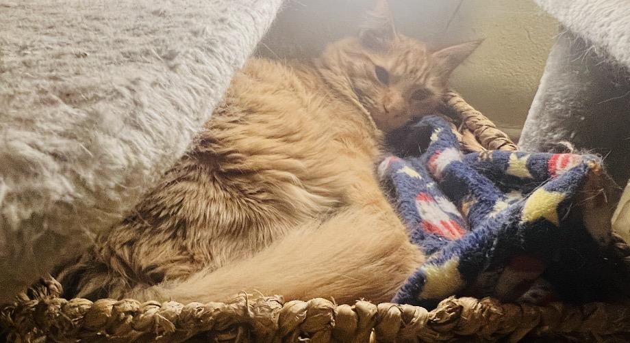 Garfield, an adoptable Domestic Medium Hair in Huntington Beach, CA image 2/5