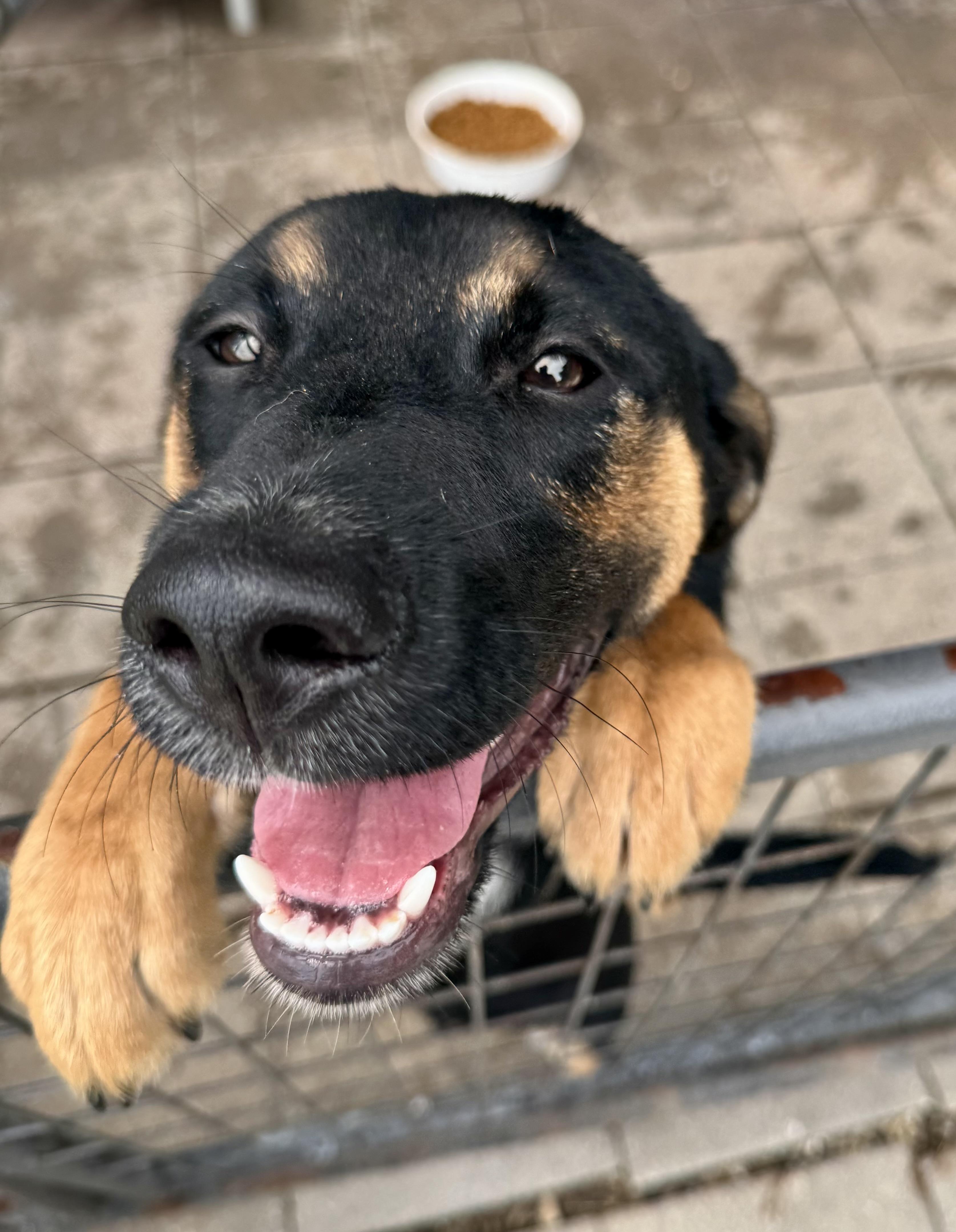Aspen, a ADOPTABLE Mixed Breed in Washington, MO image 3/3
