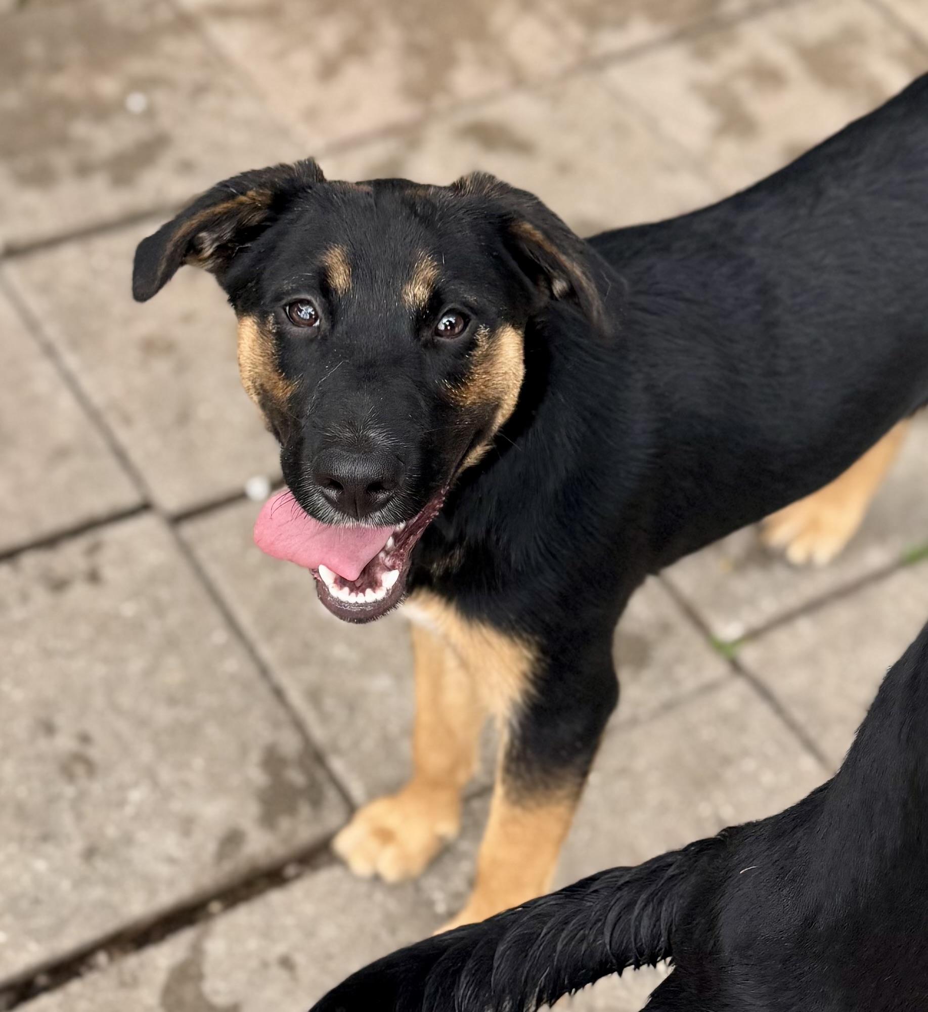 Aspen, a ADOPTABLE Mixed Breed in Washington, MO image 1/3