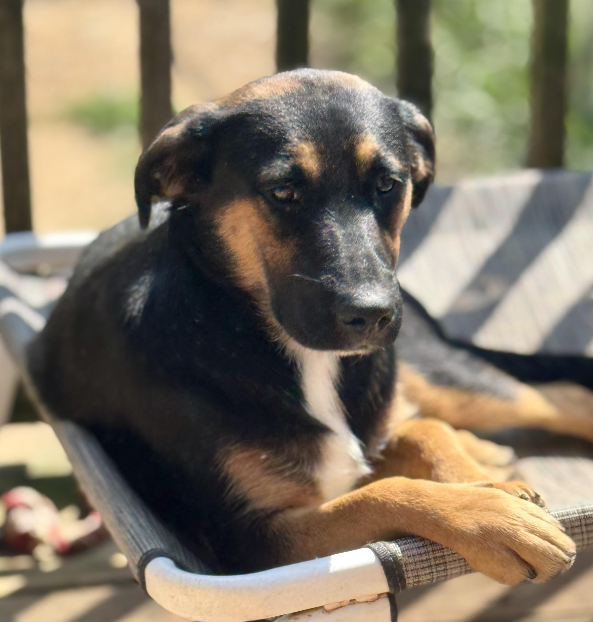 April, a ADOPTABLE mixed breed in Washington, MO image 3/3