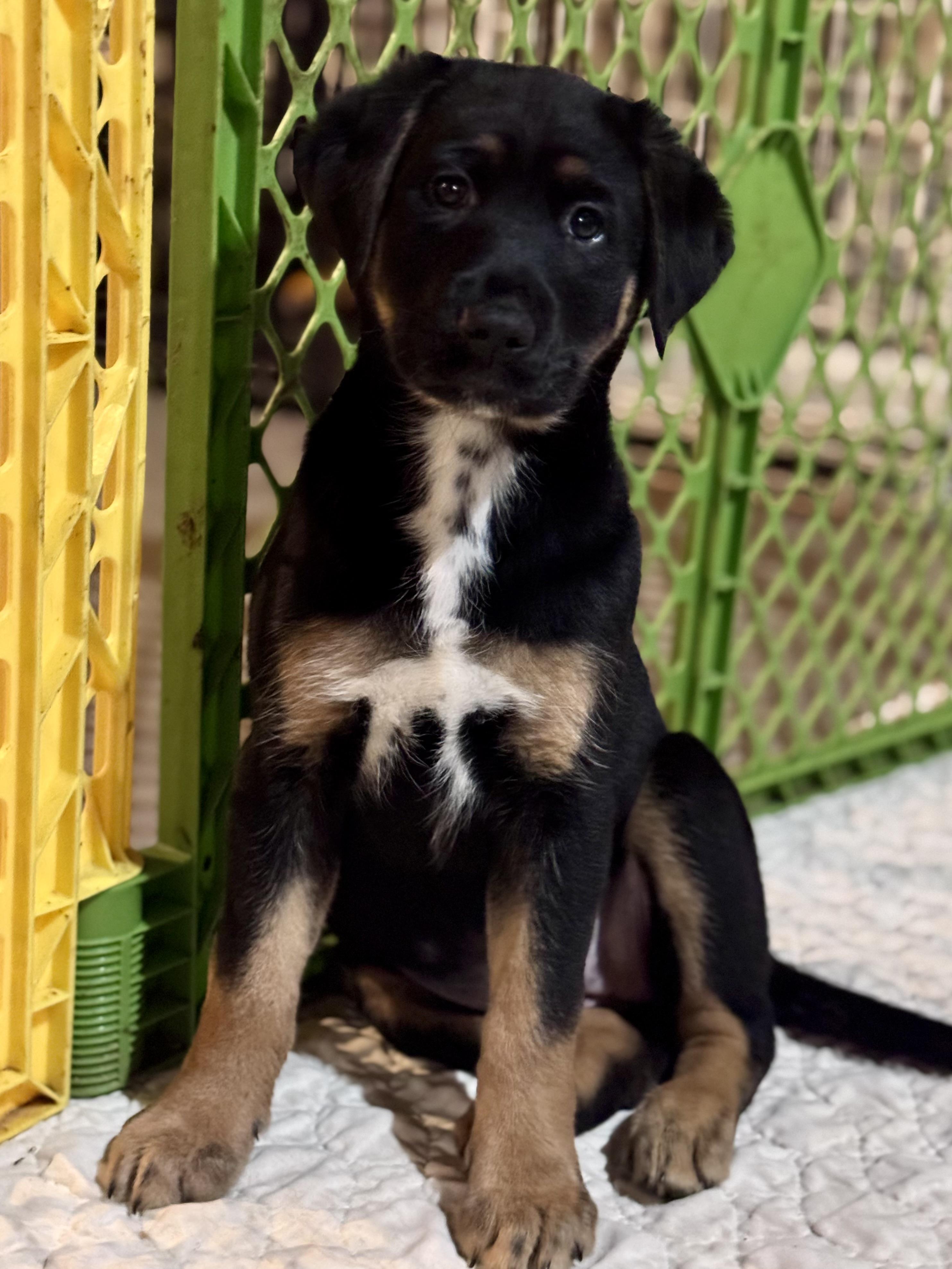 Enlarge Aspen, a ADOPTABLE Mixed Breed in Washington, MO image 2/2