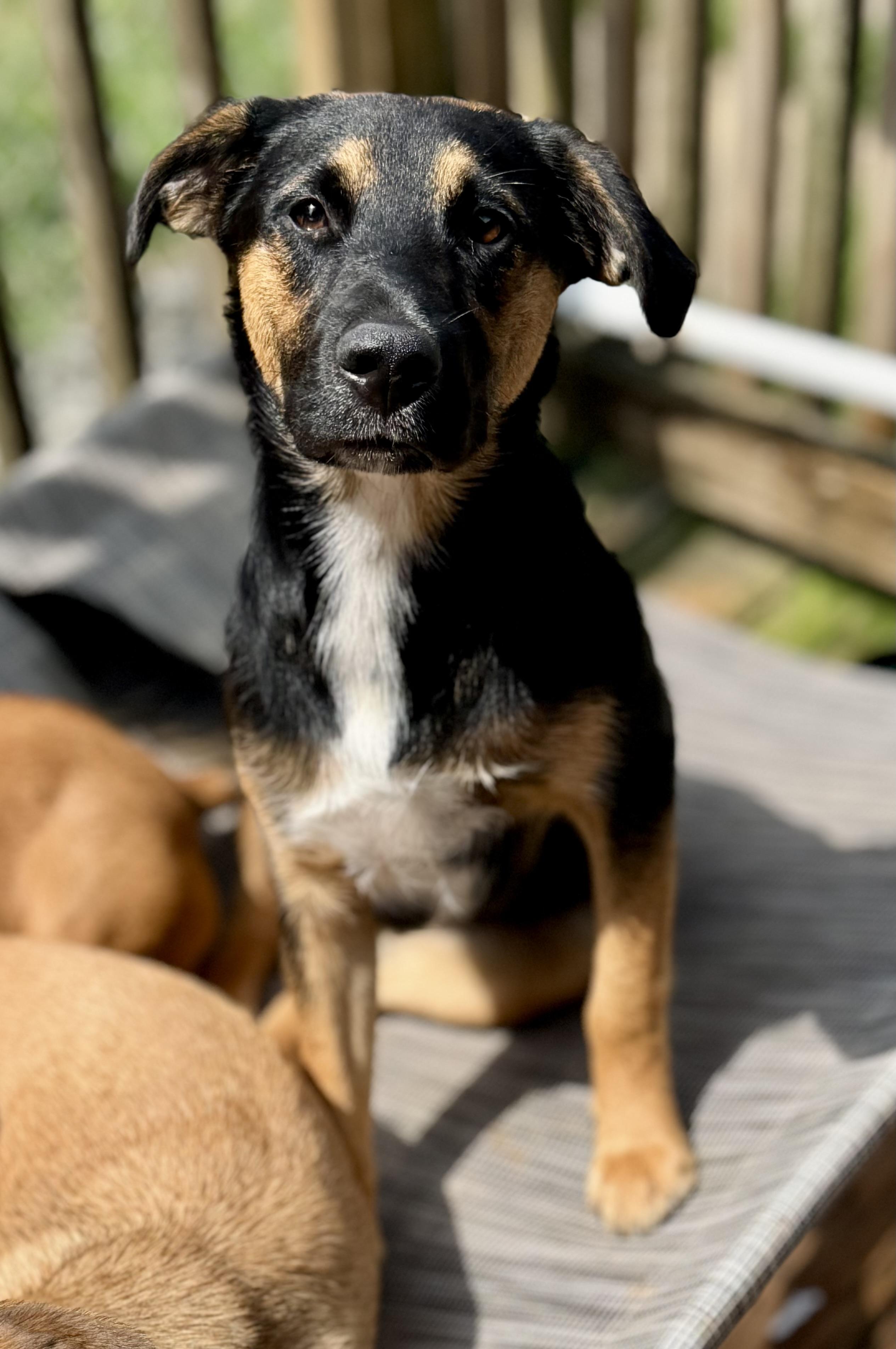 April, ADOPTABLE, Young Female Mixed Breed.