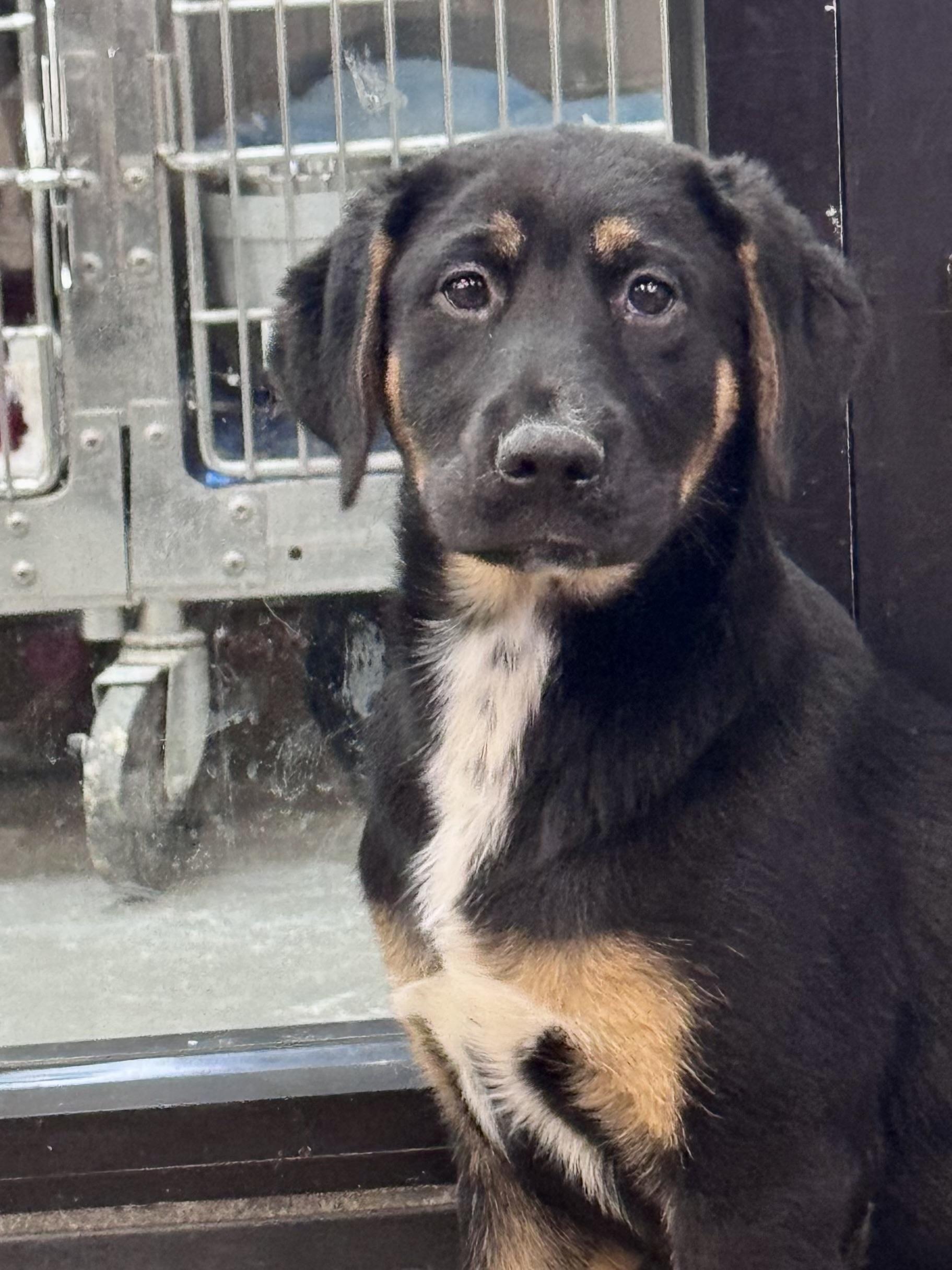 Aspen, ADOPTABLE, Young Female Mixed Breed.