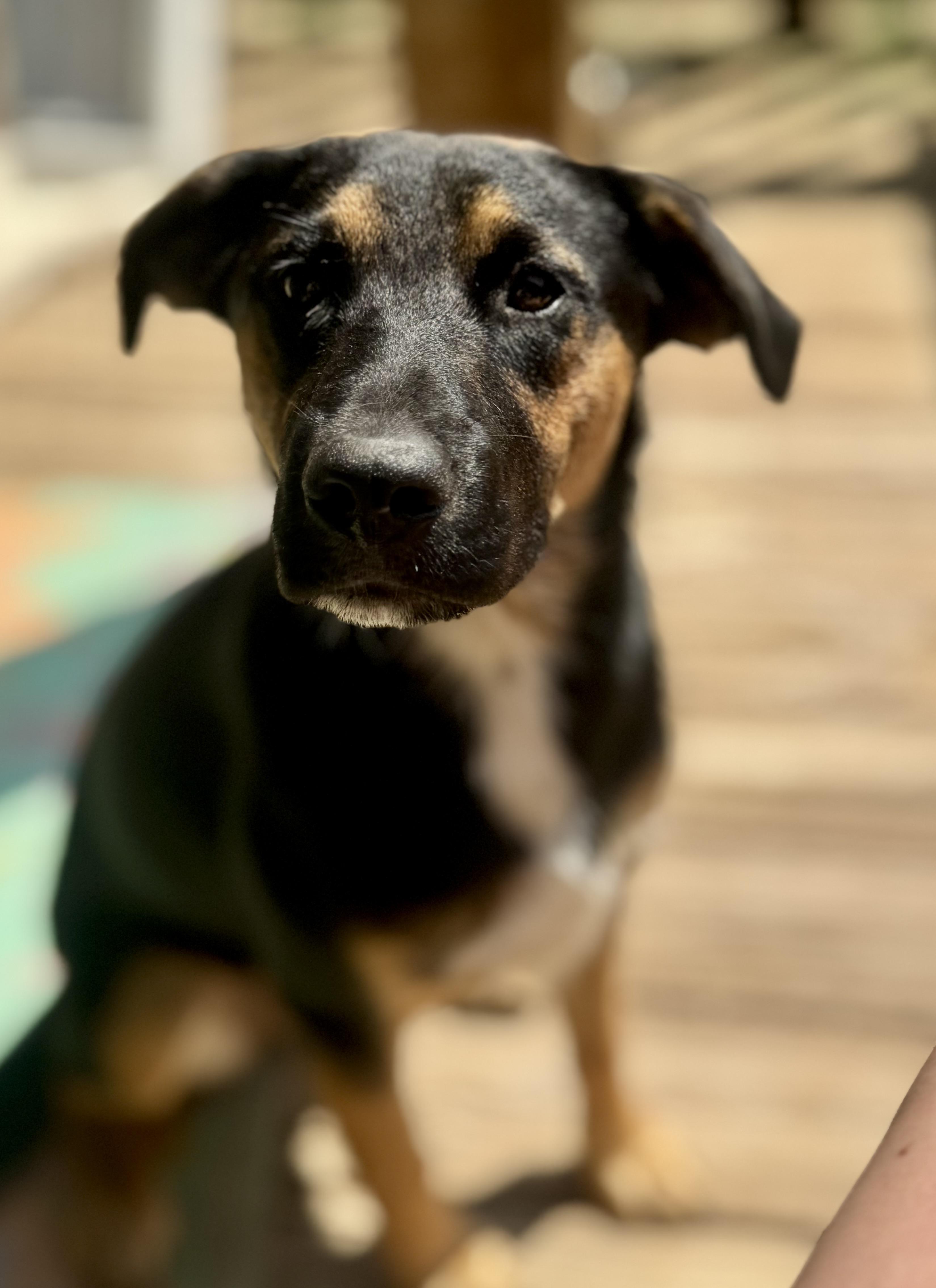 April, a ADOPTABLE mixed breed in Washington, MO image 2/3