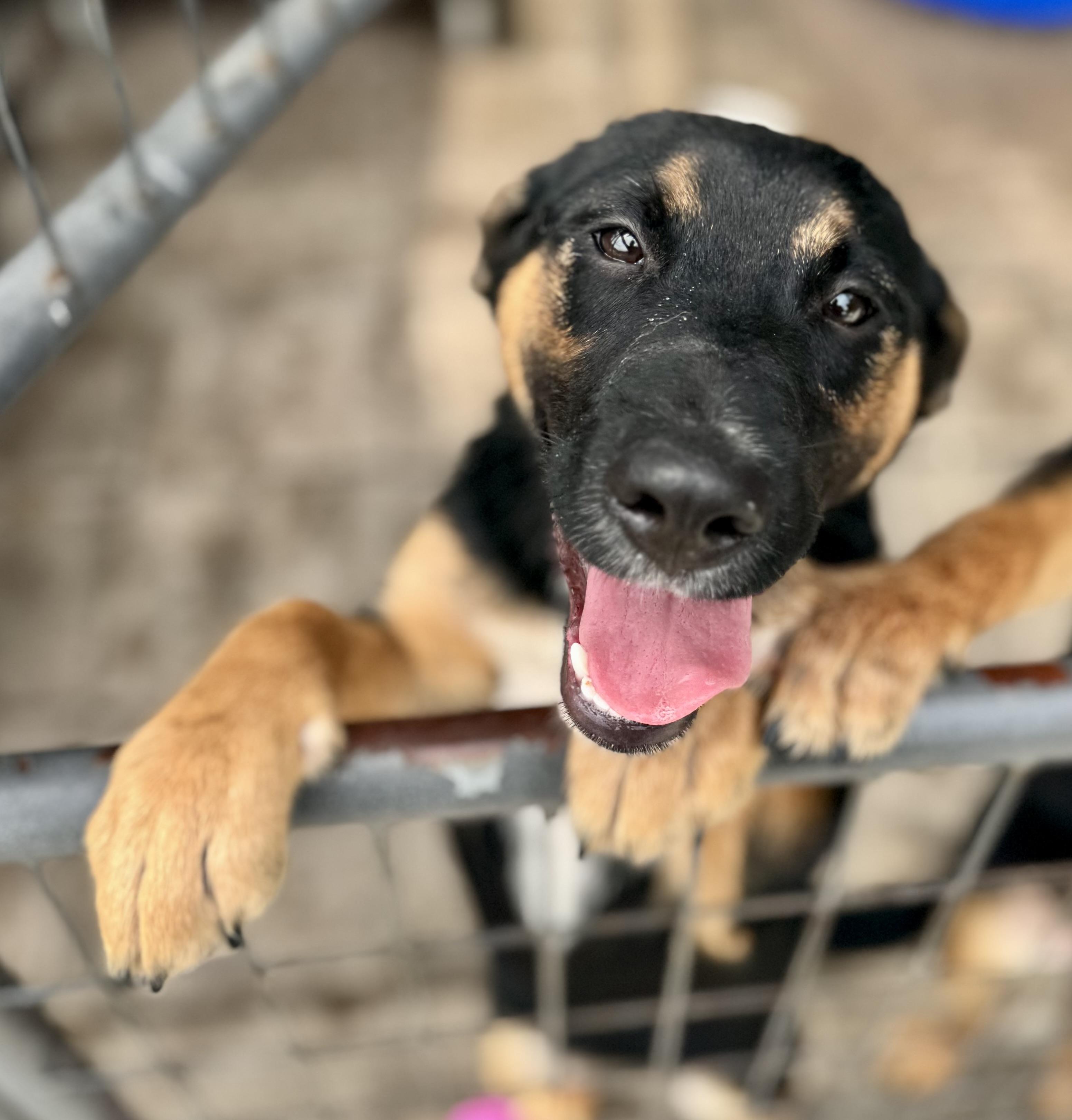 Aspen, a ADOPTABLE Mixed Breed in Washington, MO image 2/3