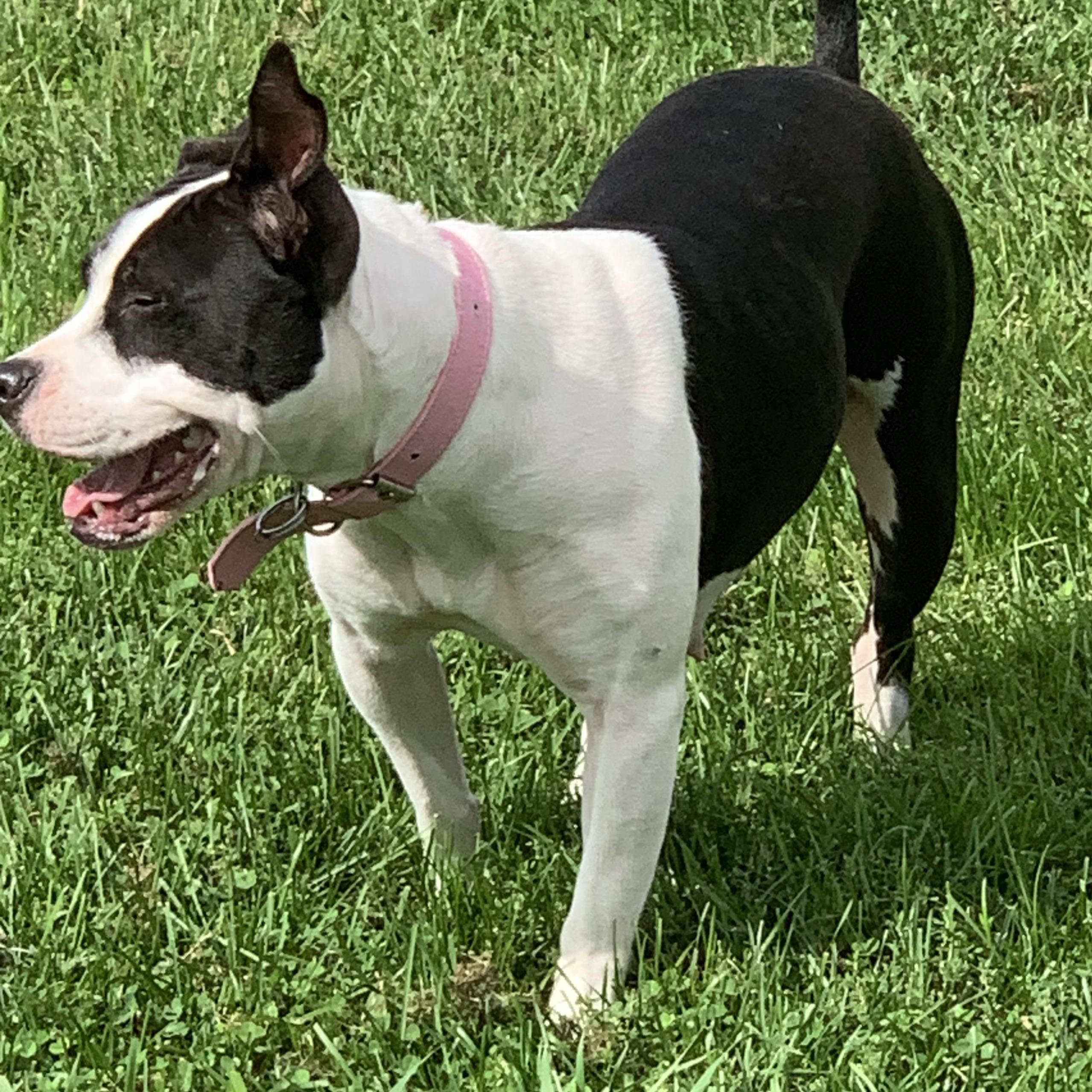 Princess, a Adoptable Pit Bull Terrier in Elkton, MI image 4/4