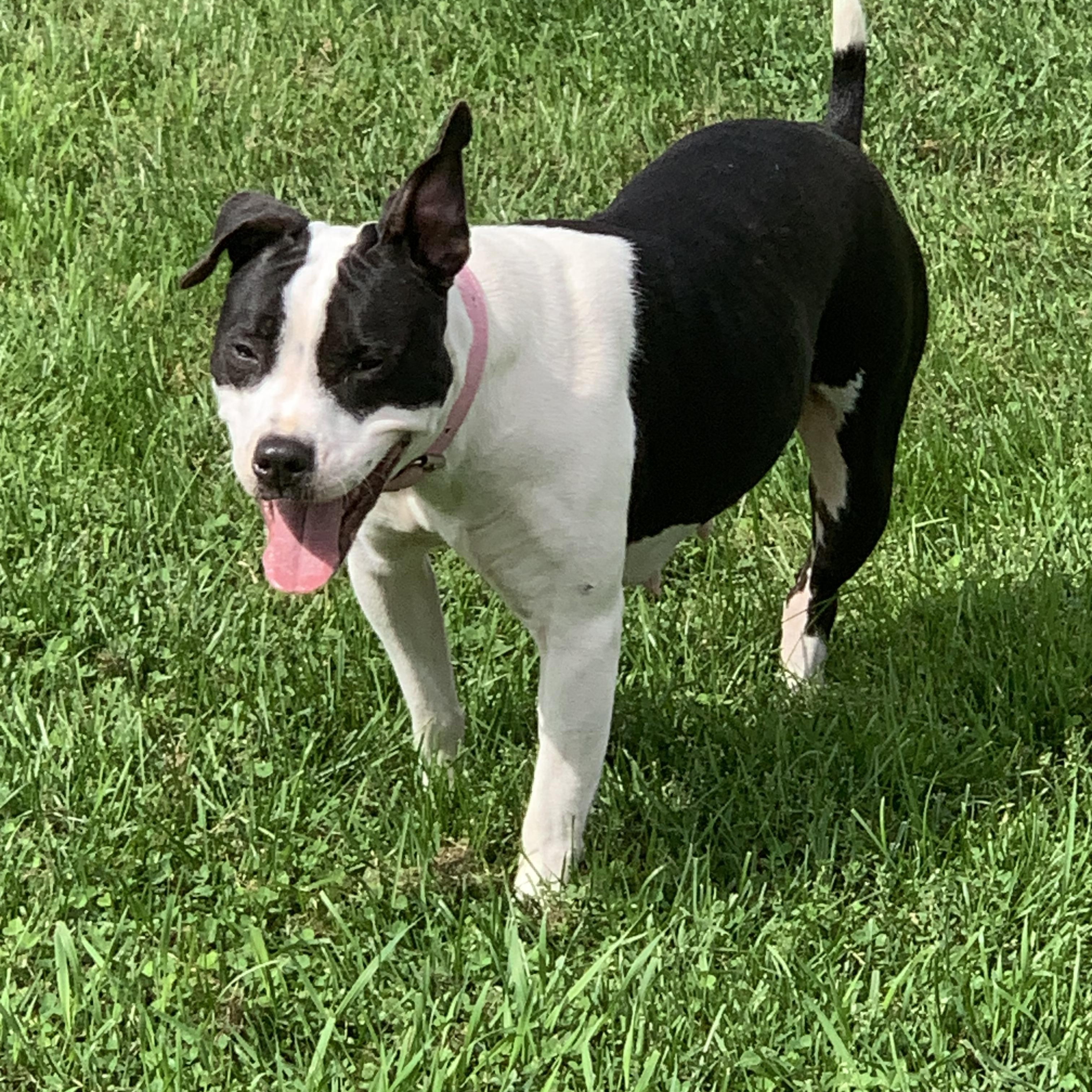 Princess, a Adoptable Pit Bull Terrier in Elkton, MI image 2/4