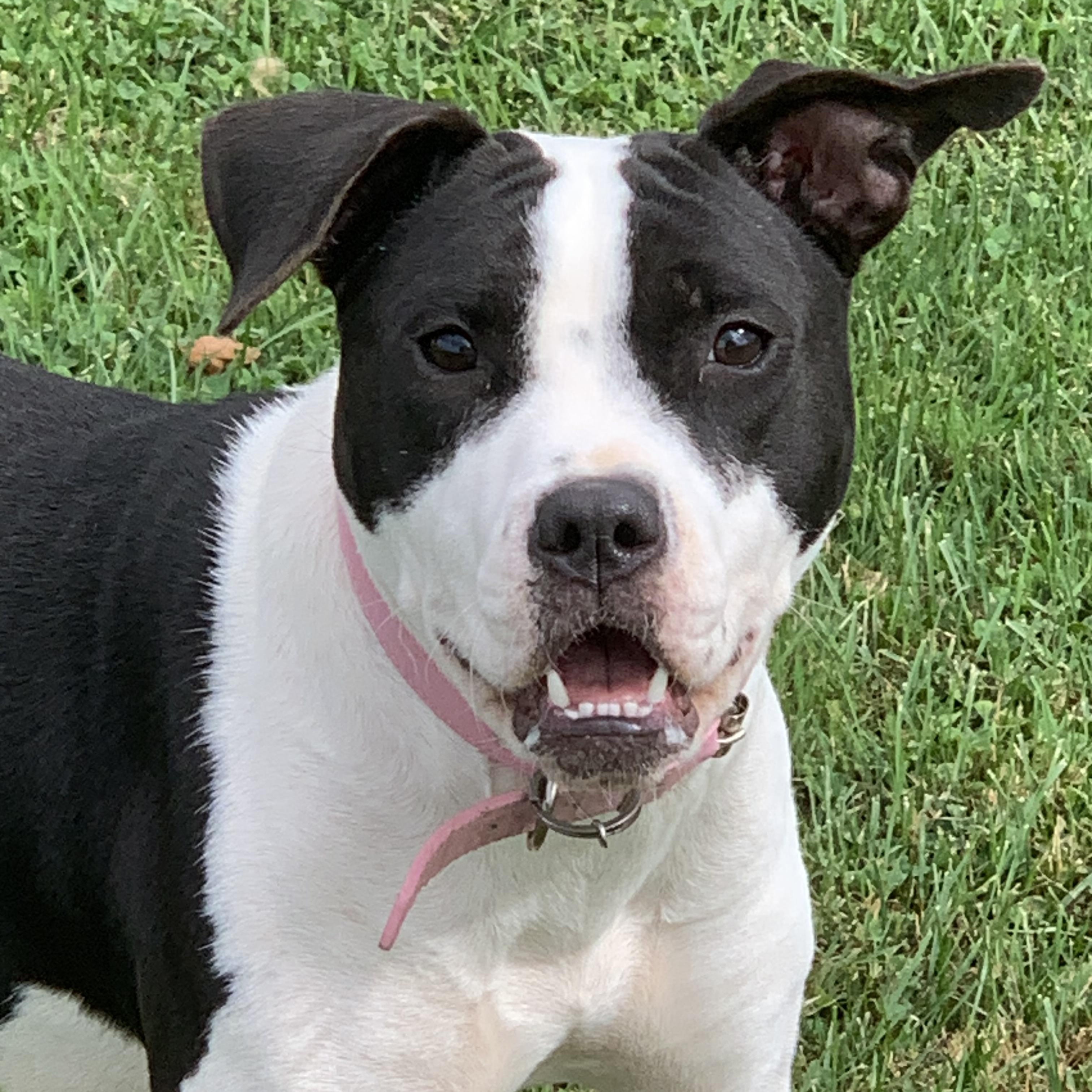 Princess, Adoptable, Adult Female Pit Bull Terrier.