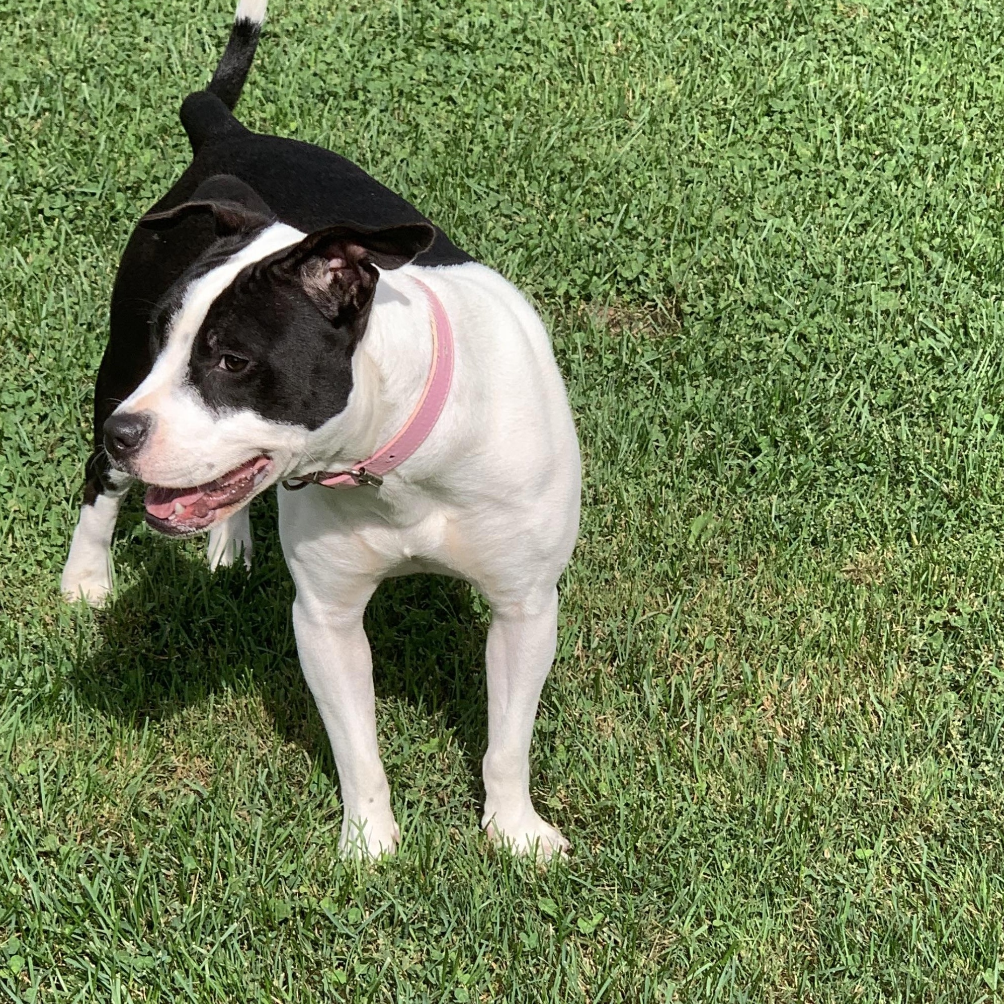 Princess, a Adoptable Pit Bull Terrier in Elkton, MI image 3/4
