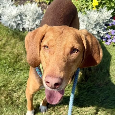 Enlarge FLETCHER, a Adoptable mixed breed in Cranston, RI image 2/2