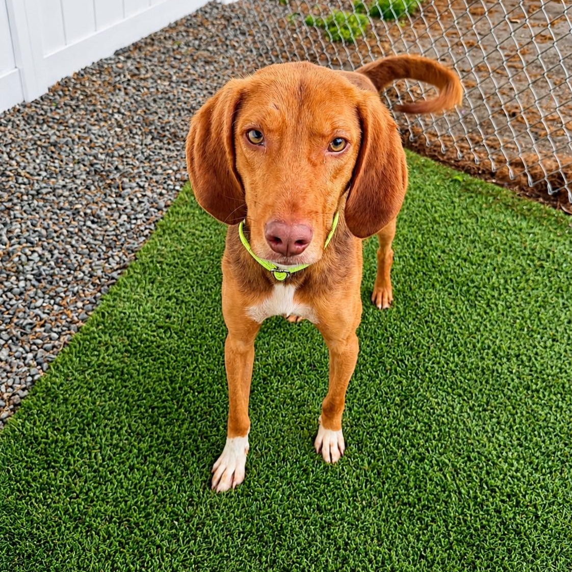FLETCHER, Adoptable, Young Male Mixed Breed.