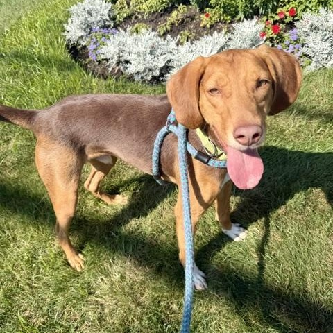 FLETCHER, Adoptable, Young Male Mixed Breed.
