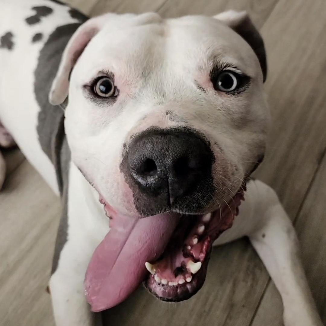 Enlarge Chance, a Adoptable mixed breed in Whittier, CA image 2/4