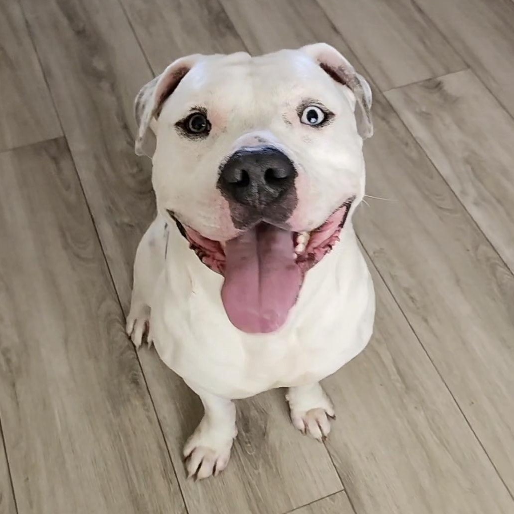 Enlarge Chance, a Adoptable mixed breed in Whittier, CA image 4/4