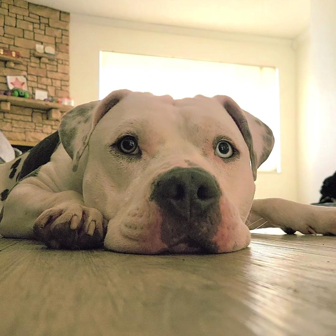 Enlarge Chance, a Adoptable mixed breed in Whittier, CA image 3/4