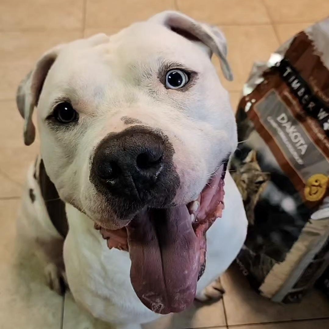 Chance, Adoptable, Young Male Pit Bull Terrier.