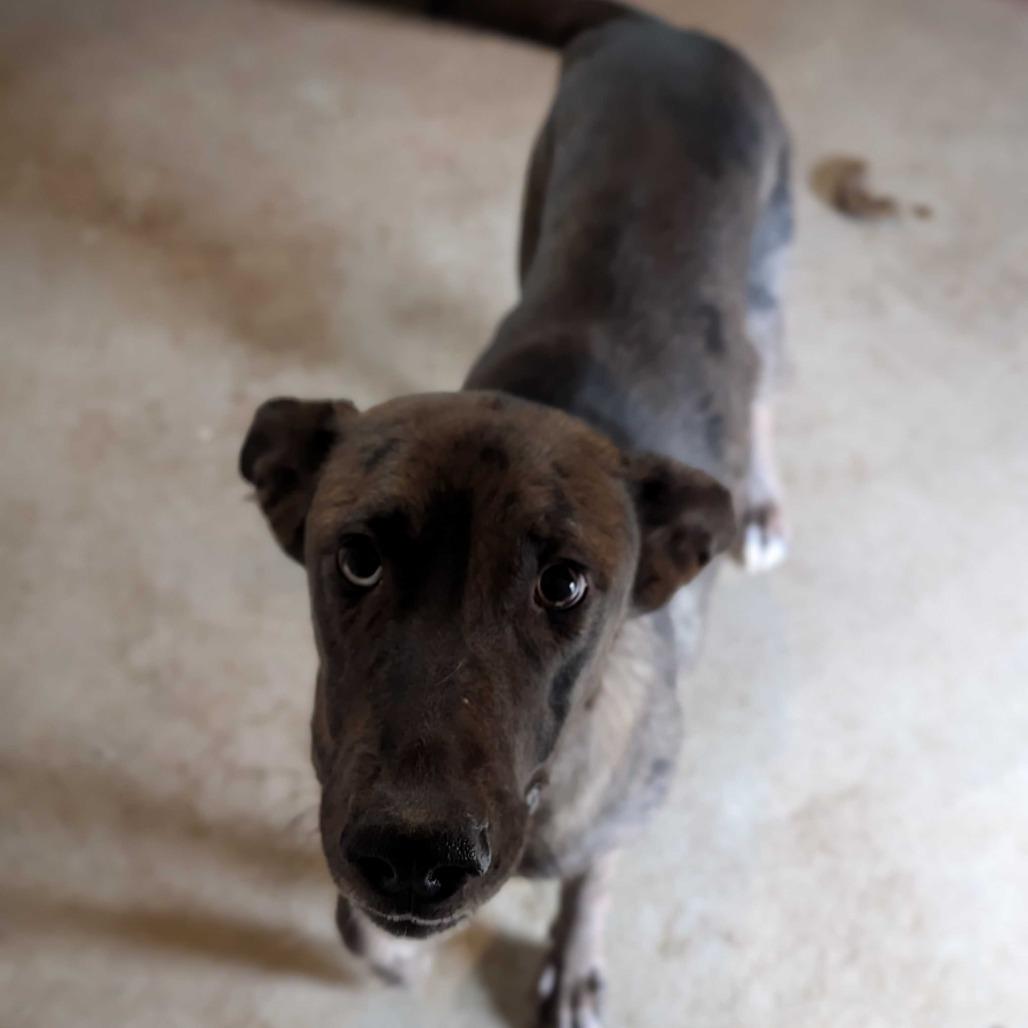 Zoey (Mamahoula), Adoptable, Adult Female Catahoula Leopard Dog.