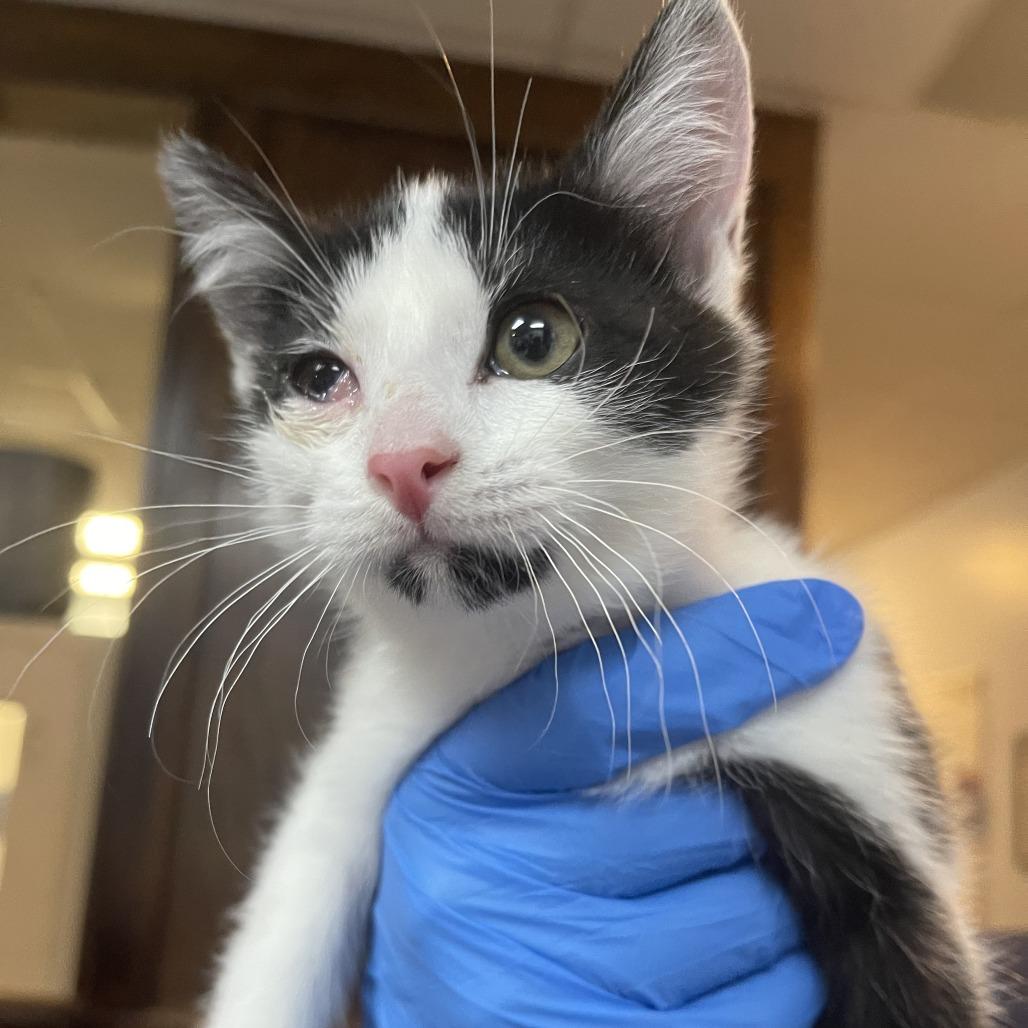 Delia, Adoptable, Kitten Female Domestic Short Hair.