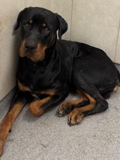 Magnus Yrly 197, Adopted, Young Male Rottweiler.