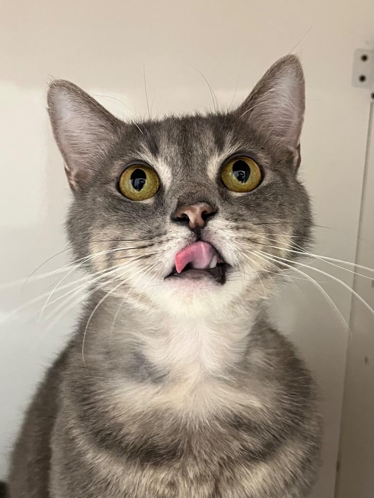 Enlarge Gold Rush, a Adoptable mixed breed in Fall River, MA image 1/6