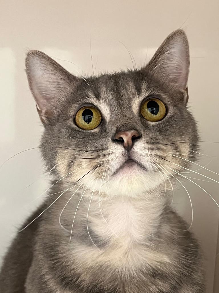 Enlarge Gold Rush, a Adoptable mixed breed in Fall River, MA image 2/6