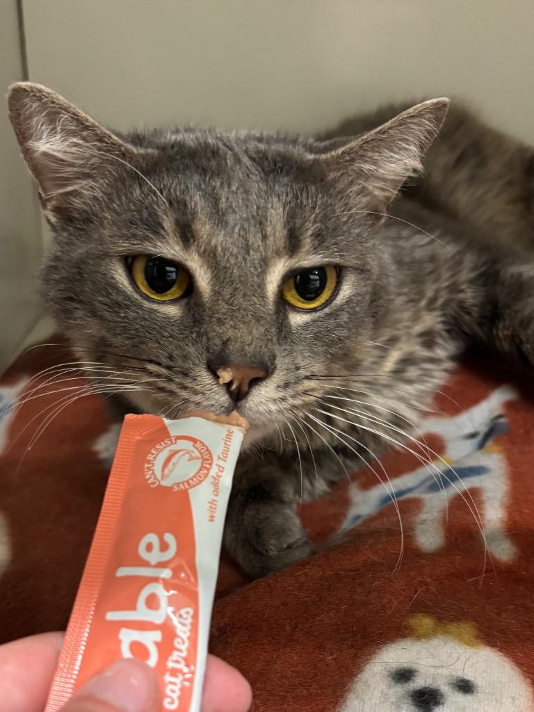 Enlarge Gold Rush, a Adoptable mixed breed in Fall River, MA image 3/6